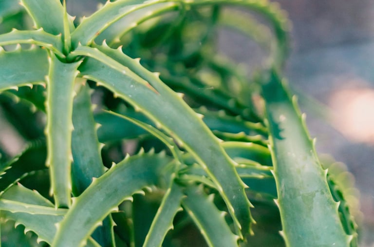 Aloe Vera plant