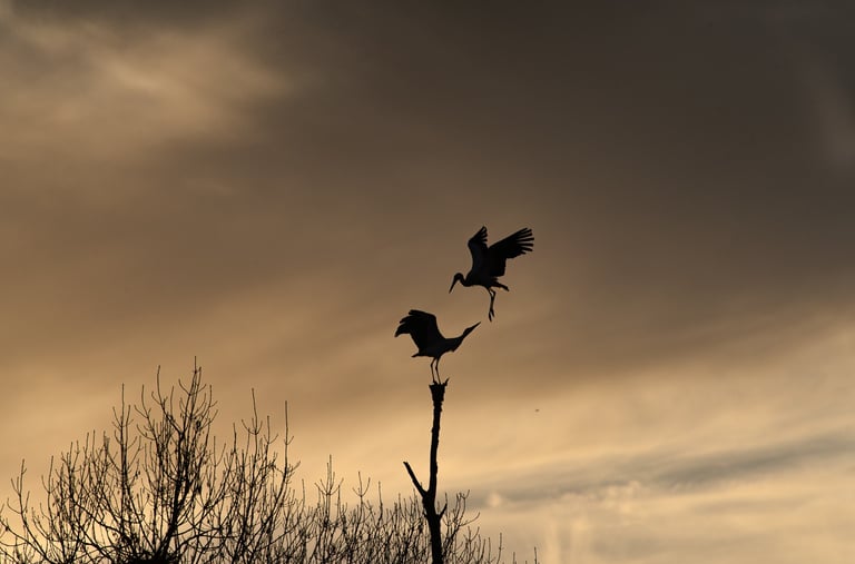 silhouette de deux cigognes au coucher du soleil