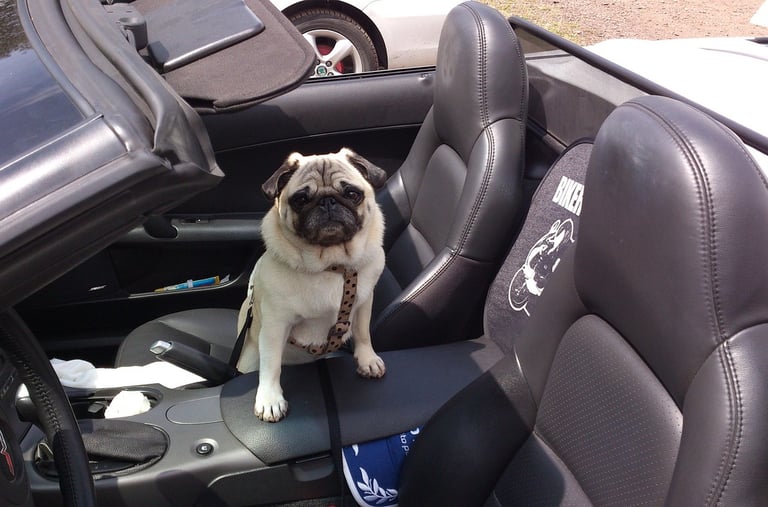 cute french bulldog looking boss in an open top sports car