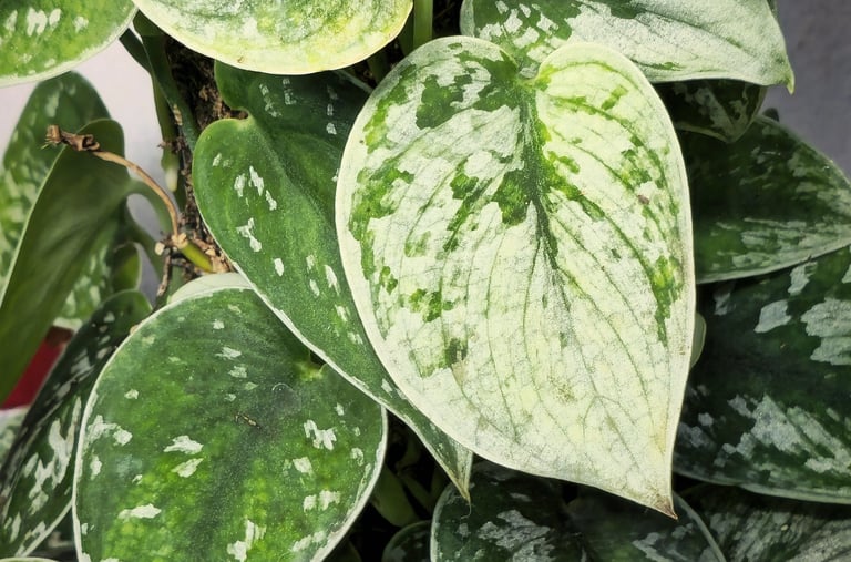 Scindapsus Silver Ann