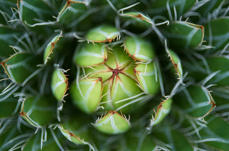 Queen Victoria Agave plant