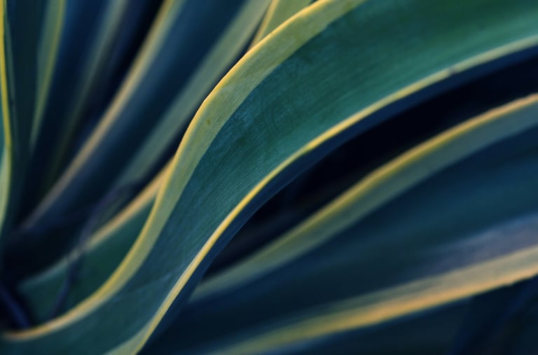 Variegated Agave plant