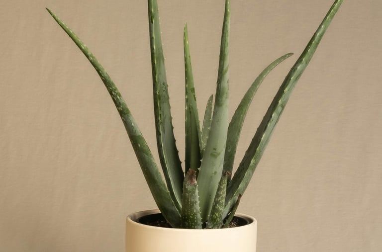 Aloe Vera plant