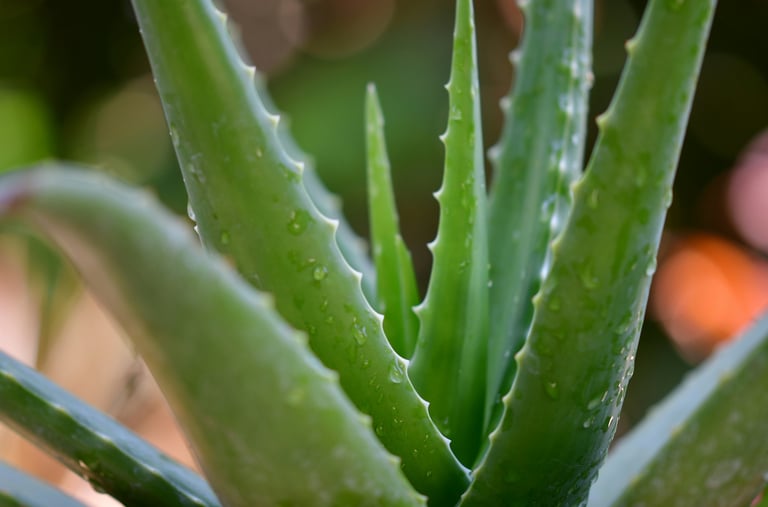 Aloe houseplant