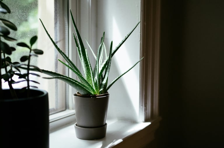 Aloe houseplant
