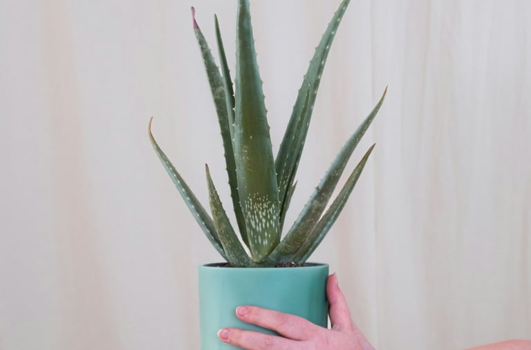 Aloe Vera plant