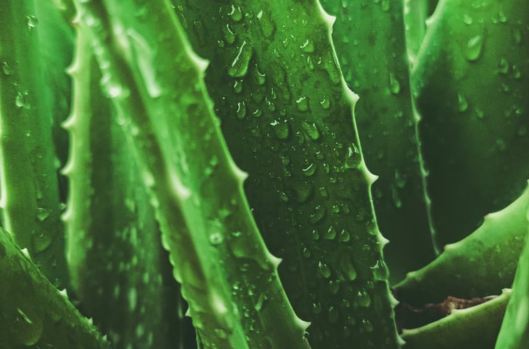 Aloe houseplant