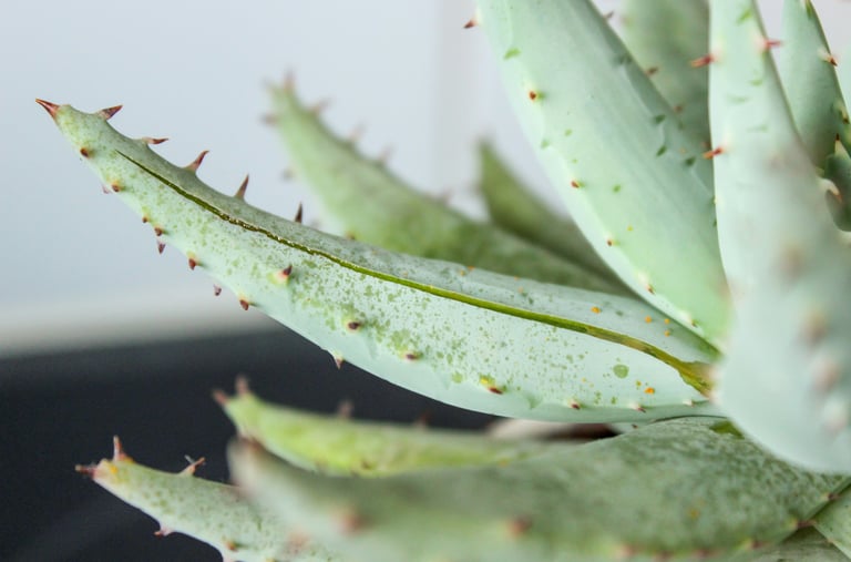 Aloe houseplant