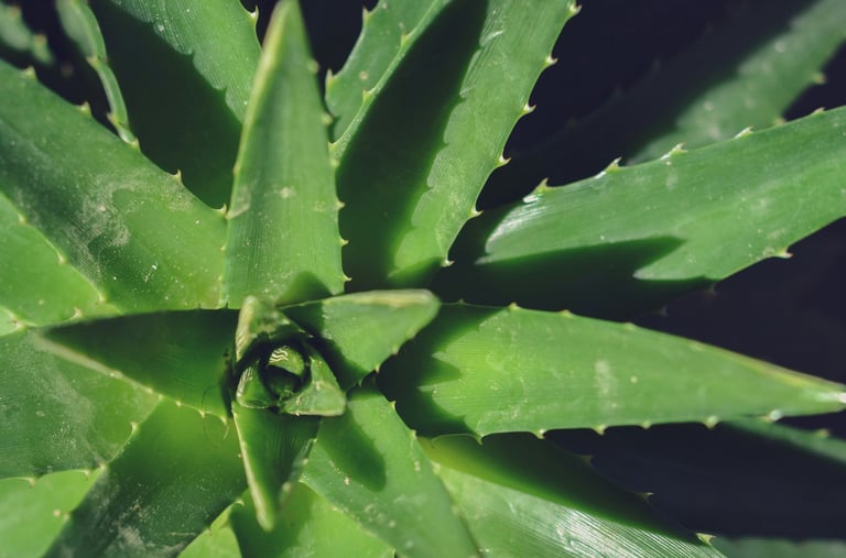 Aloe houseplant
