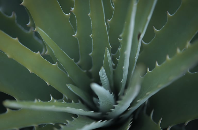 Aloe houseplant
