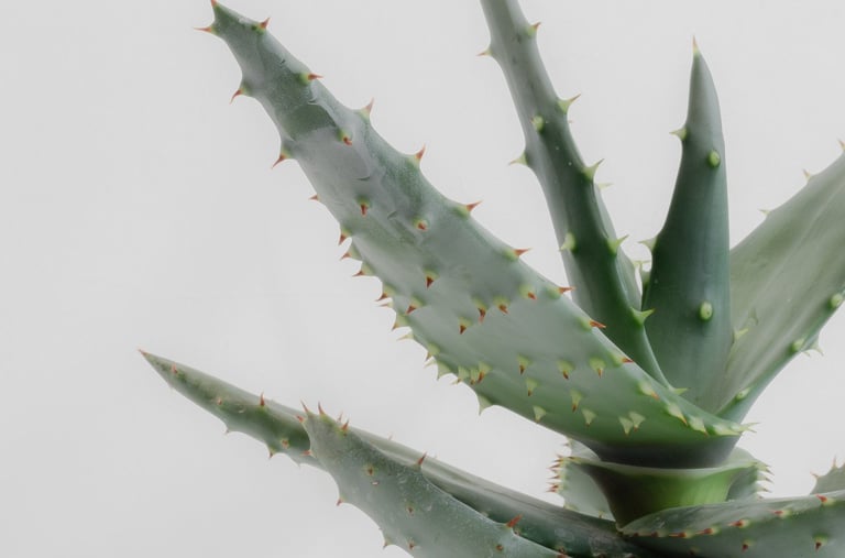 Aloe houseplant