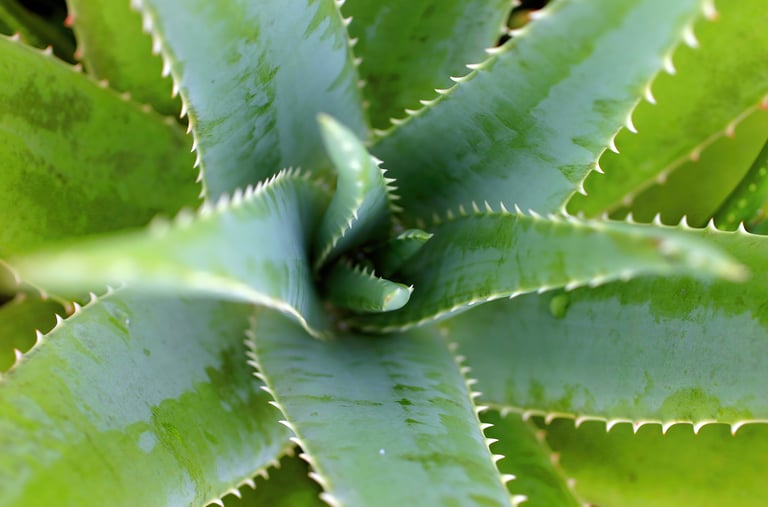 Aloe plant