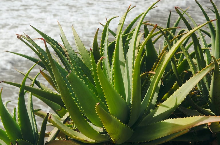 Aloe plant outdoors
