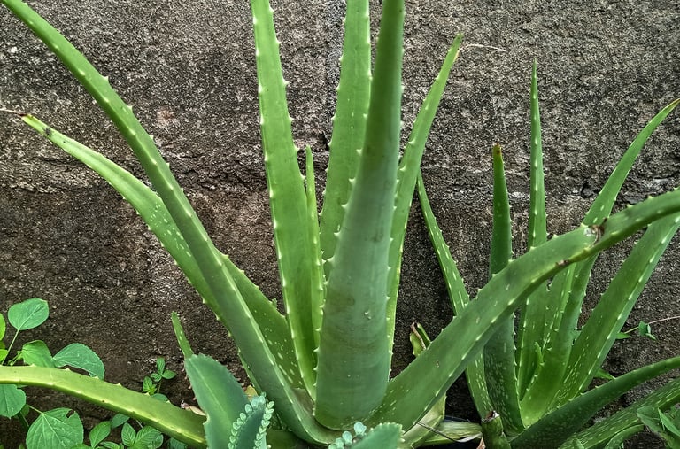 Aloe Vera plant