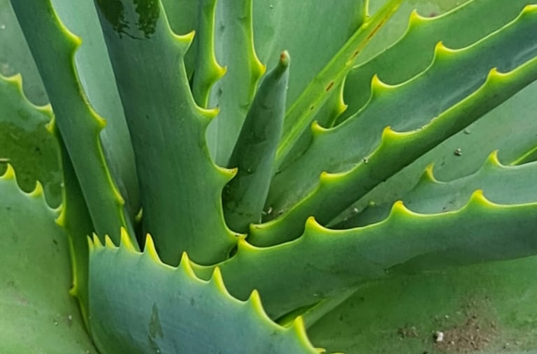 Aloe plant