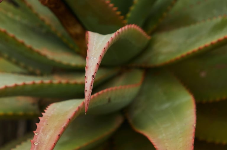 Sun stressed Aloe plant