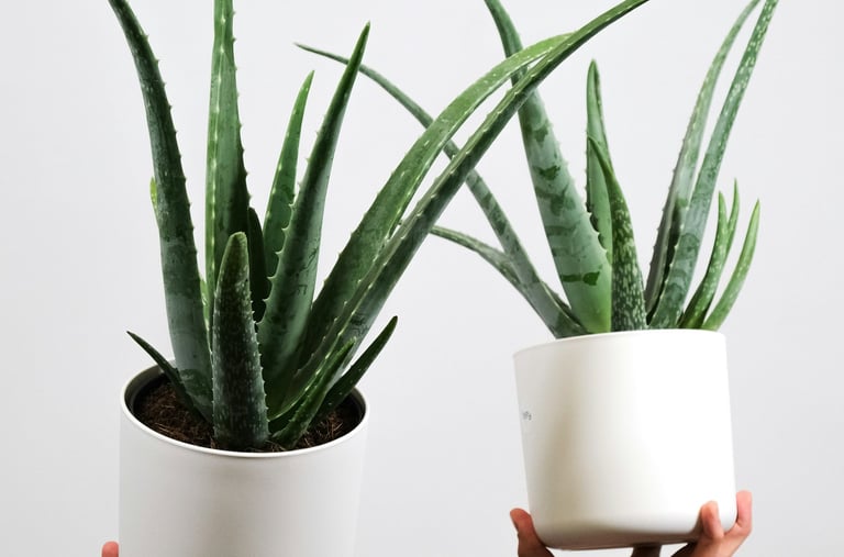 Aloe Vera