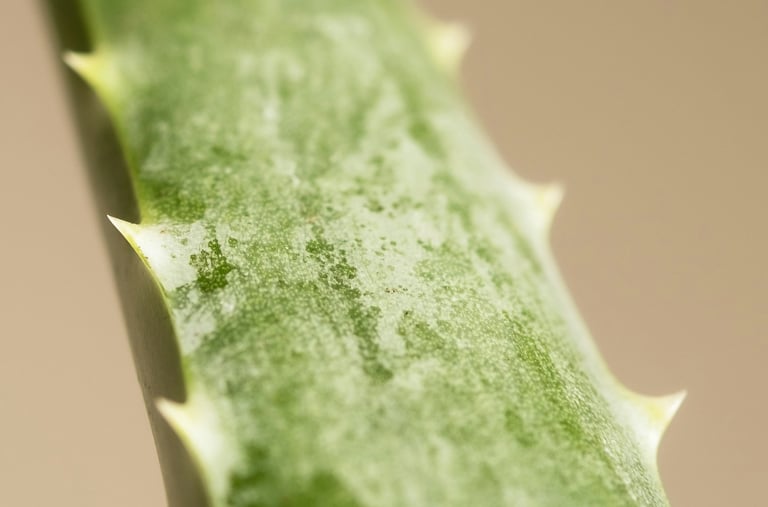Aloe Vera plant close up