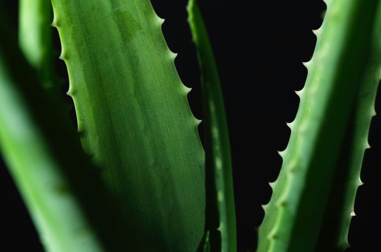Aloe Vera