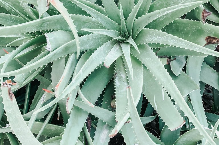 Aloe Vera