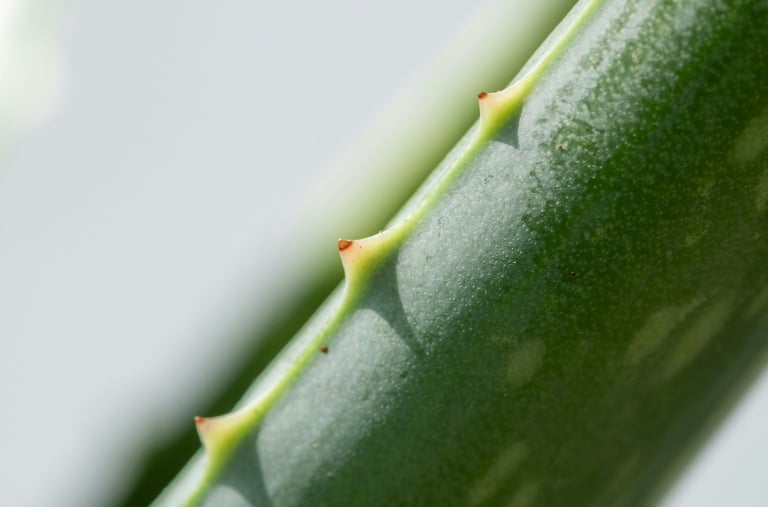 Aloe Vera plant