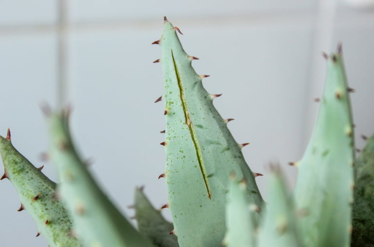 Aloe Vera plant