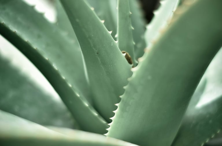 Aloe Vera plant