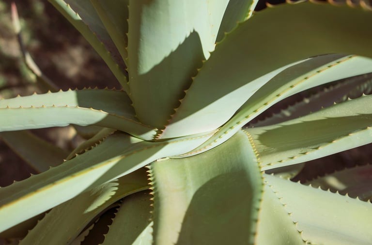 Aloe Vera plant