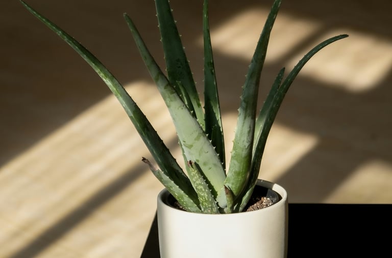 Aloe Vera pot plant
