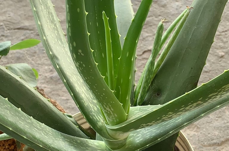 Aloe Vera plant