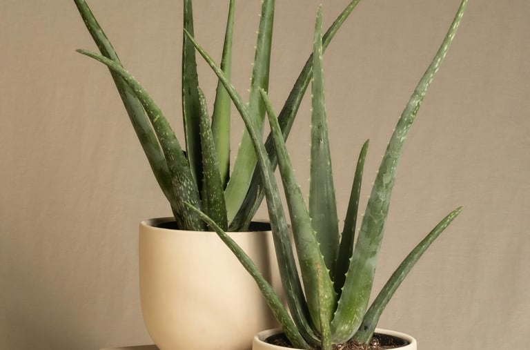 Aloe vera potted plants