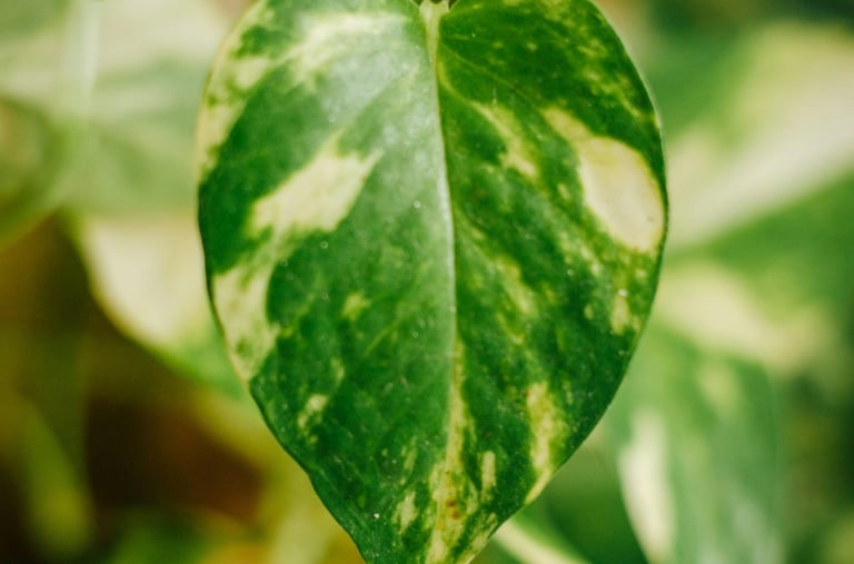 Epipremnum aureum