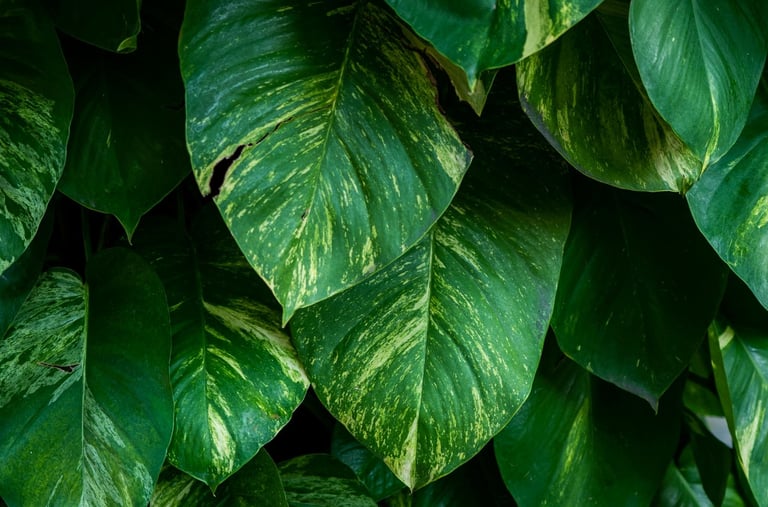 Mature epipremnum aureum leaves, otherwise known as Golden Pothos