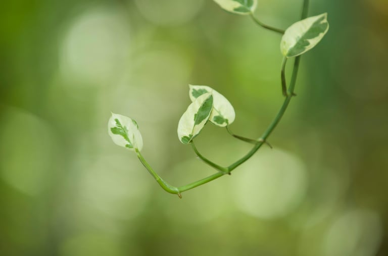 Epipremnum Njoy