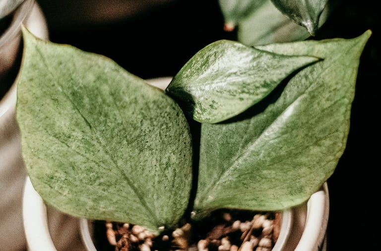 Hoya Polyneura