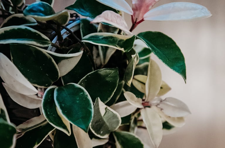 Hoya Krimson Queen