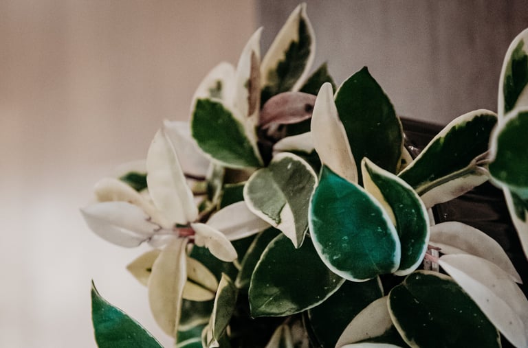 Hoya Krimson Queen