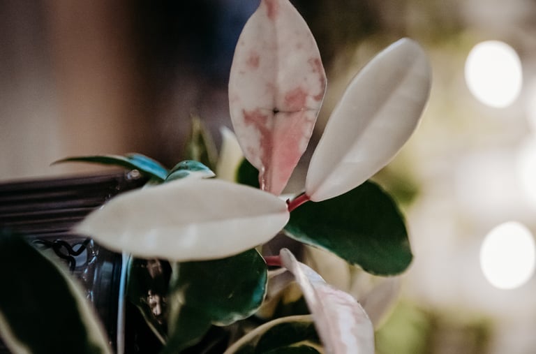 Hoya Krimson Queen