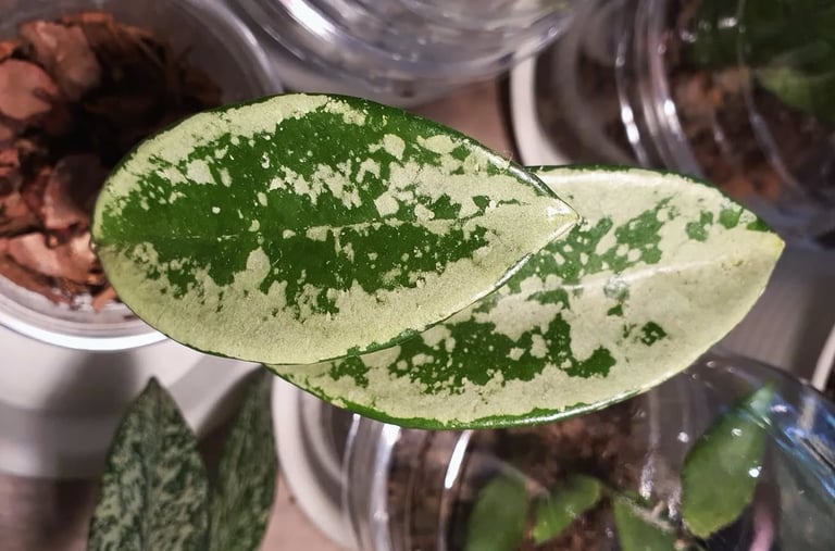 Hoya AH074