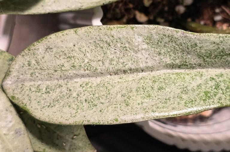 Hoya Grey Ghost