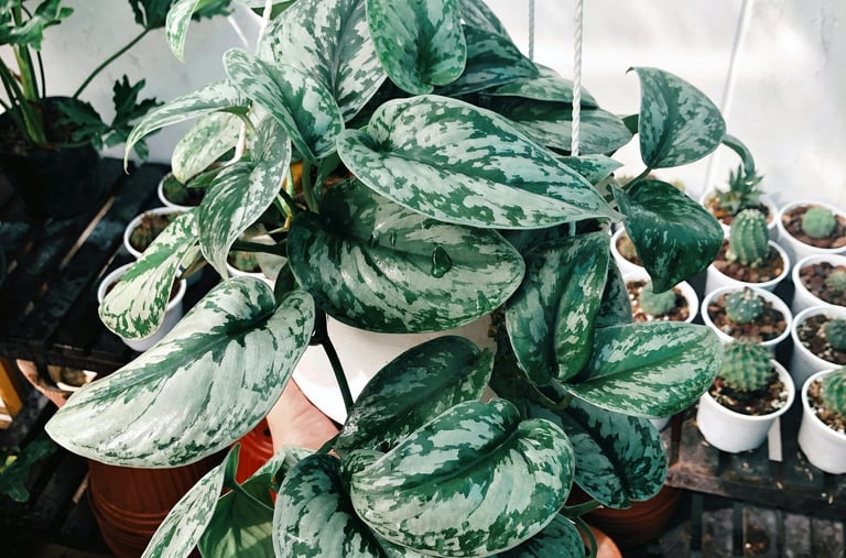 Scindapsus pictus Exotica