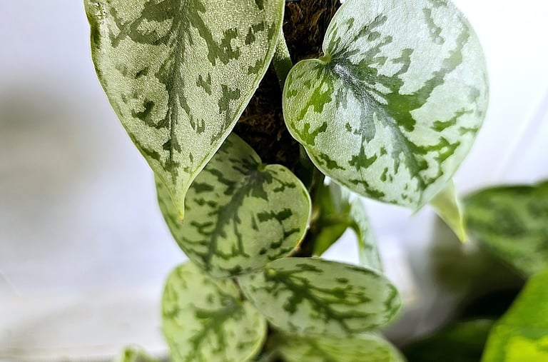 Scindapsus Silver Lady