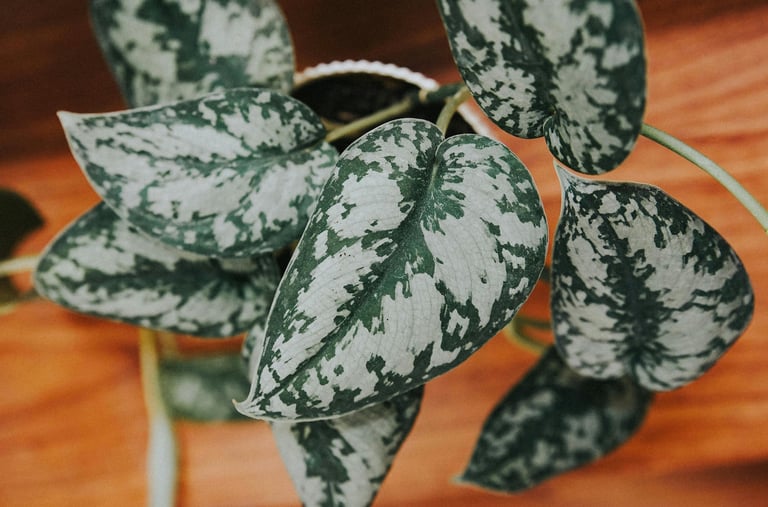 Scindapsus Silver Queen