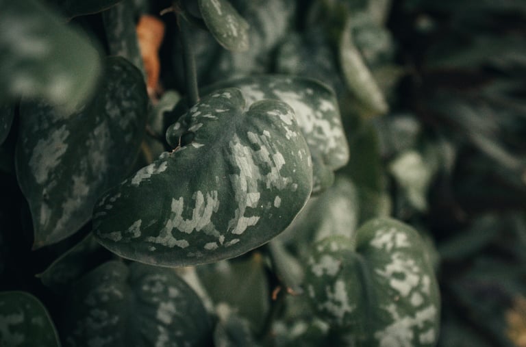 Scindapsus Silver Queen