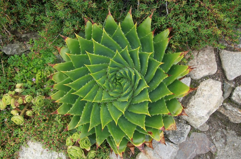 Spiral Aloe