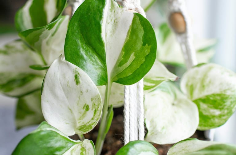 Epipremnum Happy Leaf