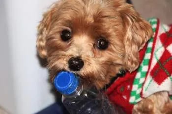 maltipoo-eyes