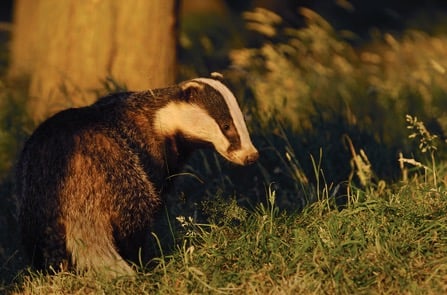 Badger