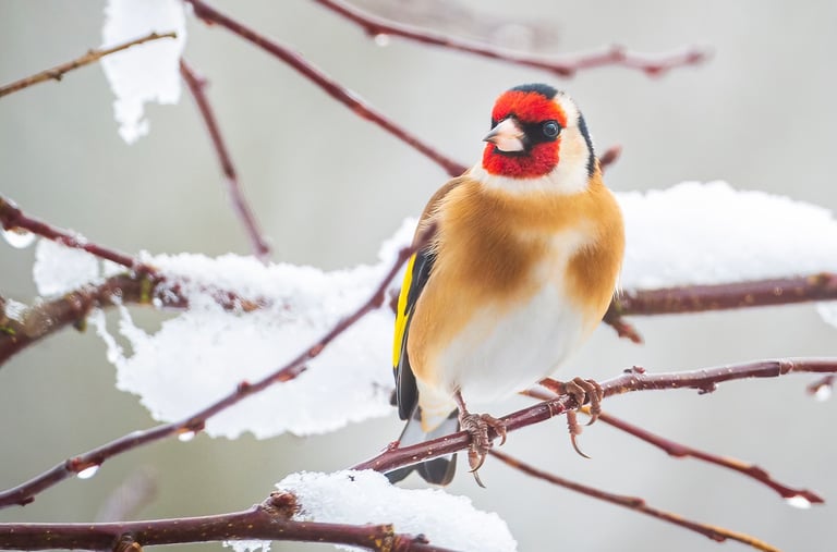 Goldfinch in the snow