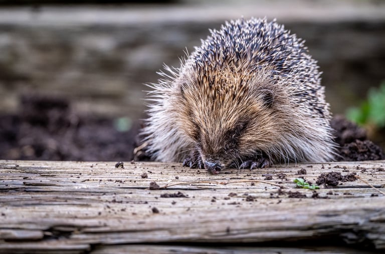 Hedgehog